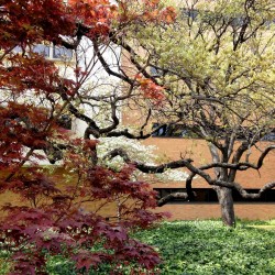 Dogwood-Oak-Maple_EngrWoolfE