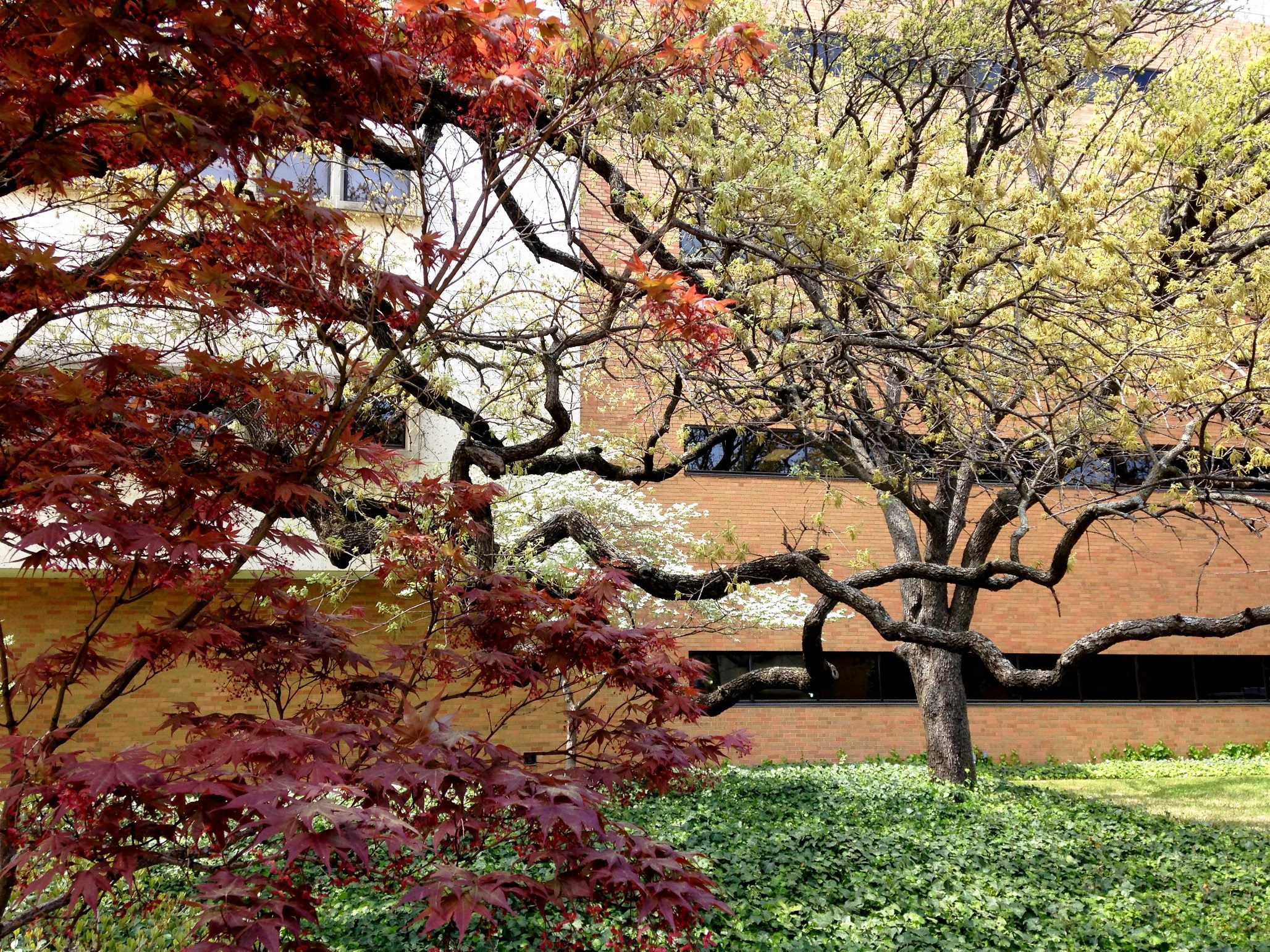 Dogwood-Oak-Maple_EngrWoolfE