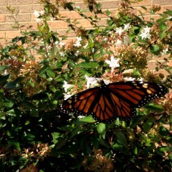 butterfly small