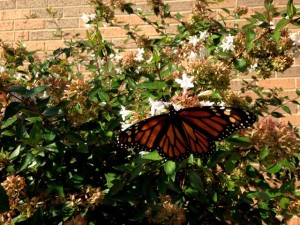 butterfly small